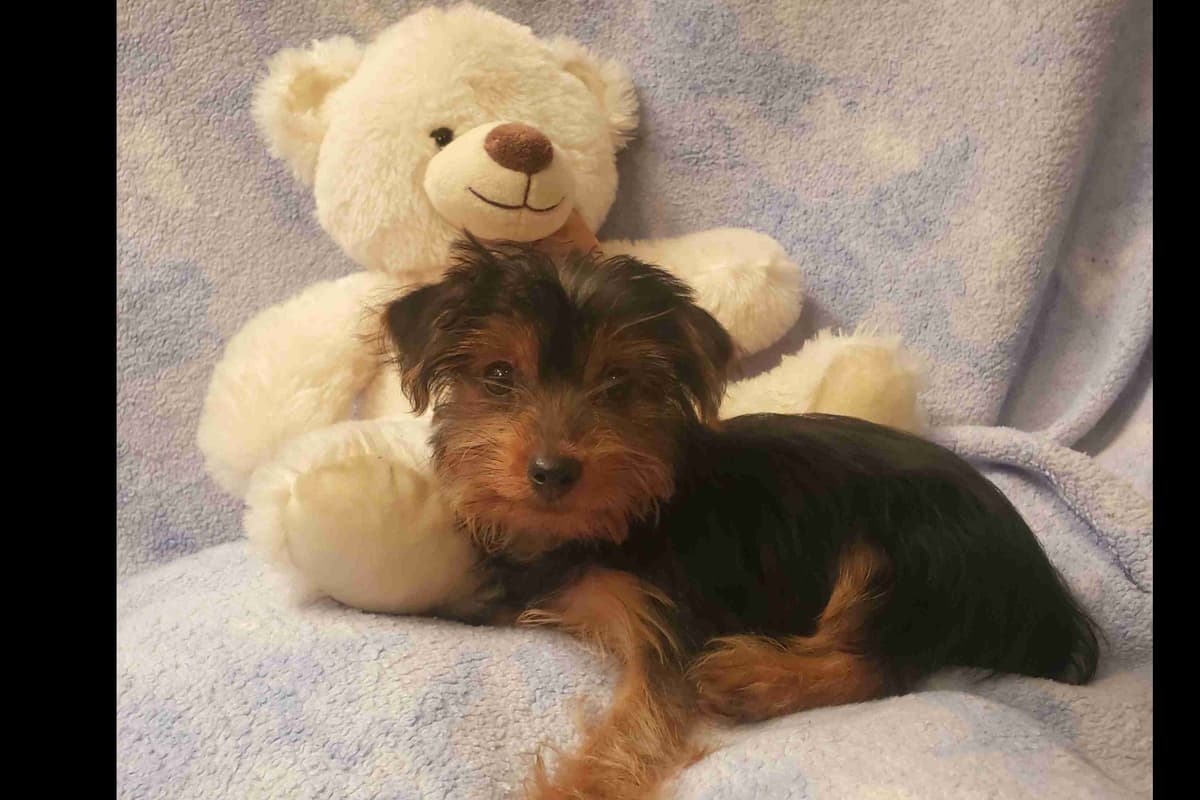 Yorkshire Terrier Puppies breeder image 5