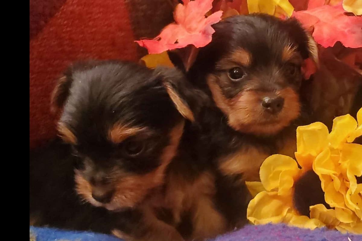 Yorkshire Terrier Puppies breeder image 6
