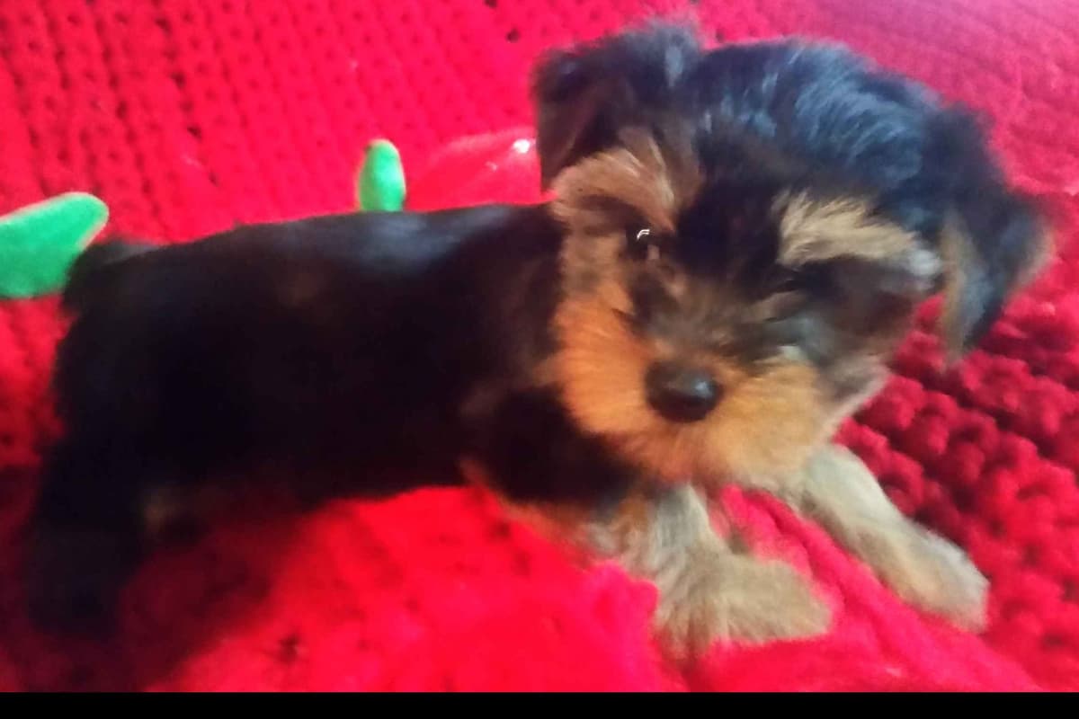 Yorkshire Terrier Puppies breeder image 8