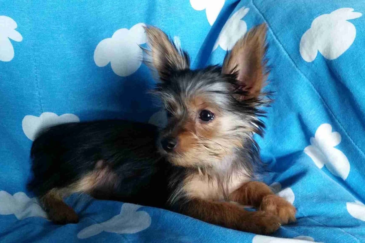 Yorkshire Terrier Puppies breeder image 10