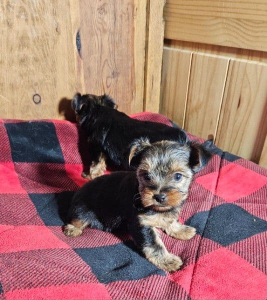 Yorkshire Terrier Puppies media 2