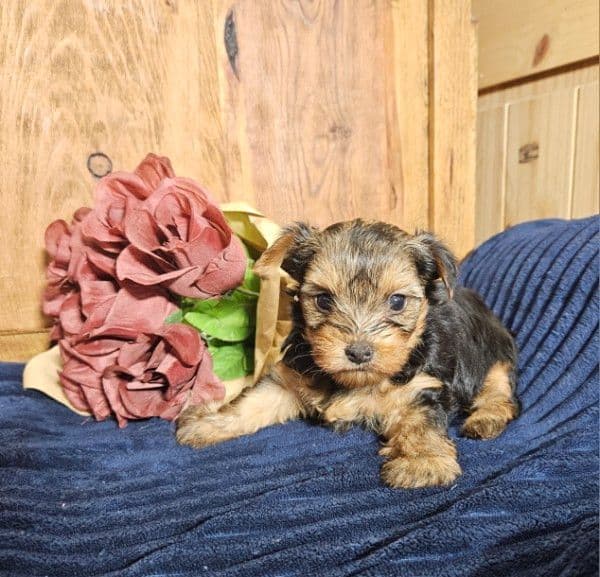 Yorkshire Terrier Puppies media 3