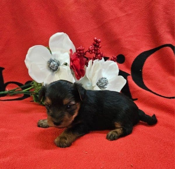 Yorkshire Terrier Puppies media 4