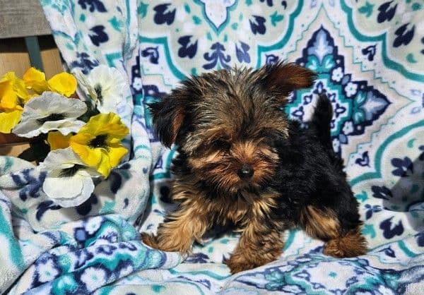 Yorkshire Terrier Puppies media 5
