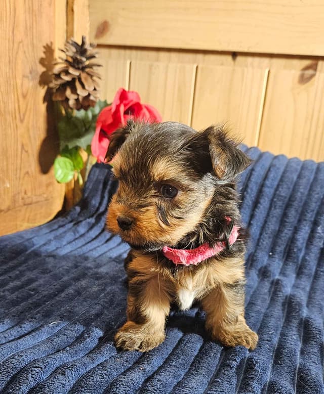 Yorkshire Terrier Puppies media 6