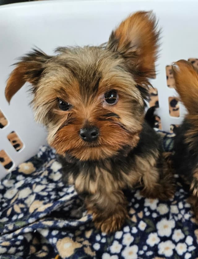 Yorkshire Terrier Puppies media 7