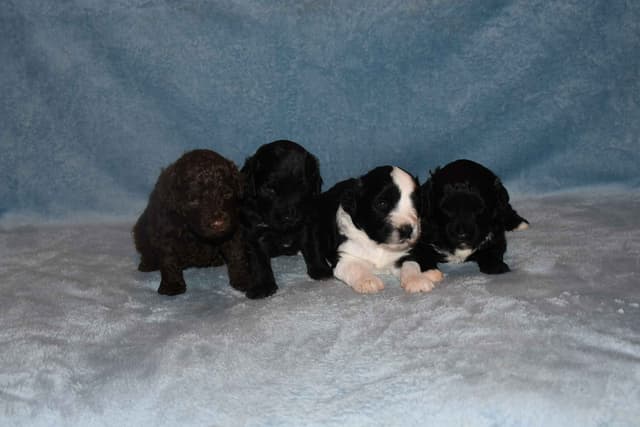 Portuguese Water Dog Puppies at Oak Creek Farms media 6
