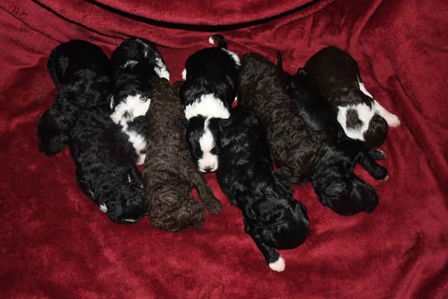 Portuguese Water Dog Puppies at Oak Creek Farms media 10