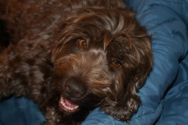 Portuguese Water Dog Puppies at Oak Creek Farms media 12