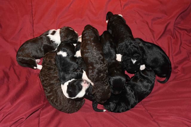 Portuguese Water Dog Puppies at Oak Creek Farms media 13