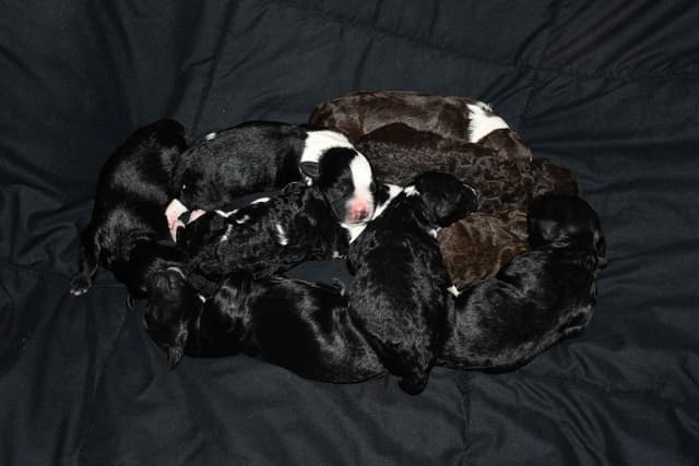 Portuguese Water Dog Puppies at Oak Creek Farms media 14