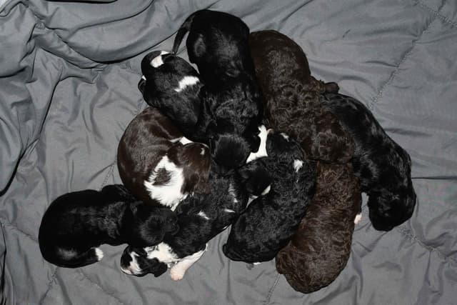 Portuguese Water Dog Puppies at Oak Creek Farms media 16