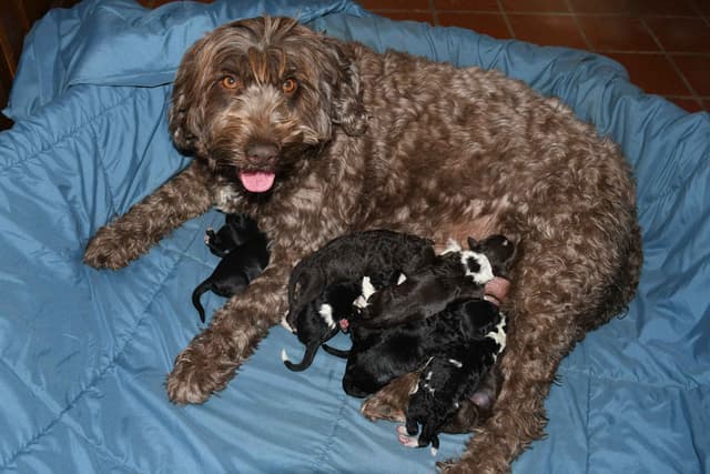 Portuguese Water Dog Puppies at Oak Creek Farms media 17