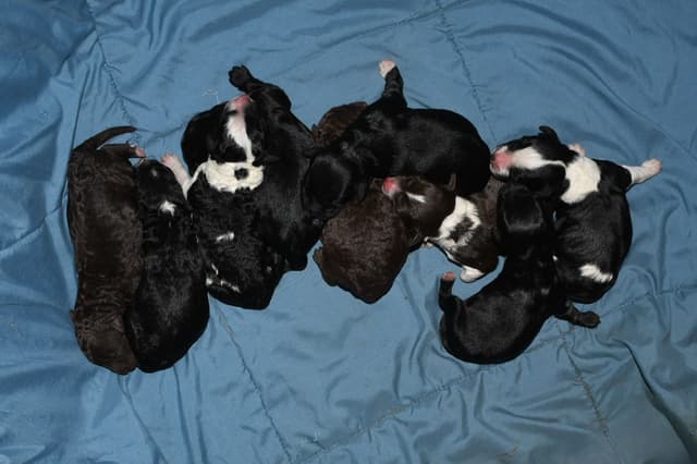 Portuguese Water Dog Puppies at Oak Creek Farms media 18
