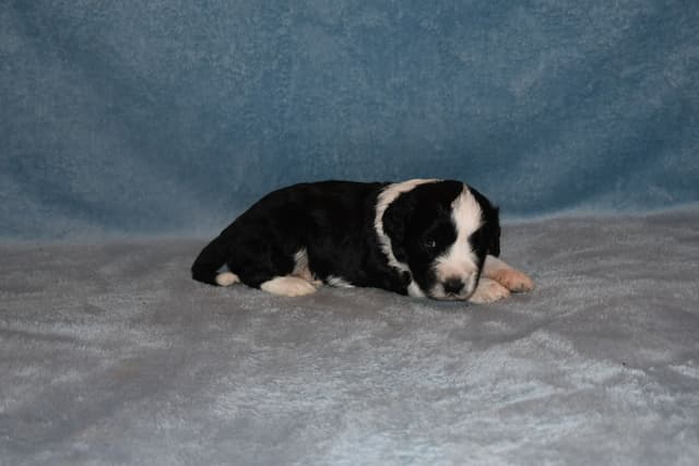 Portuguese Water Dog Puppies at Oak Creek Farms media 9