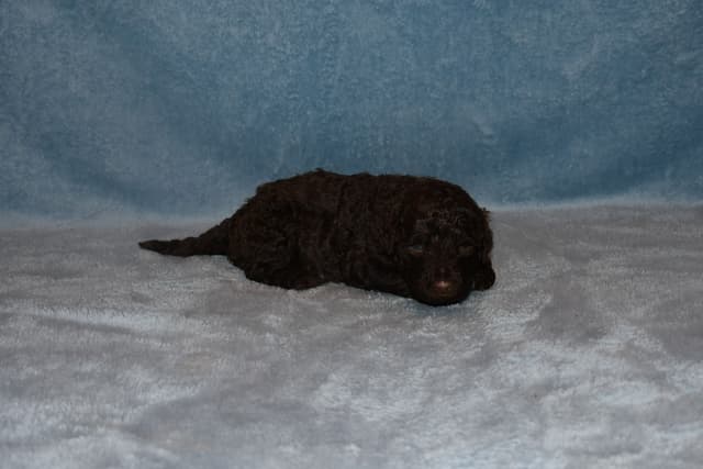 Portuguese Water Dog Puppies at Oak Creek Farms media 7