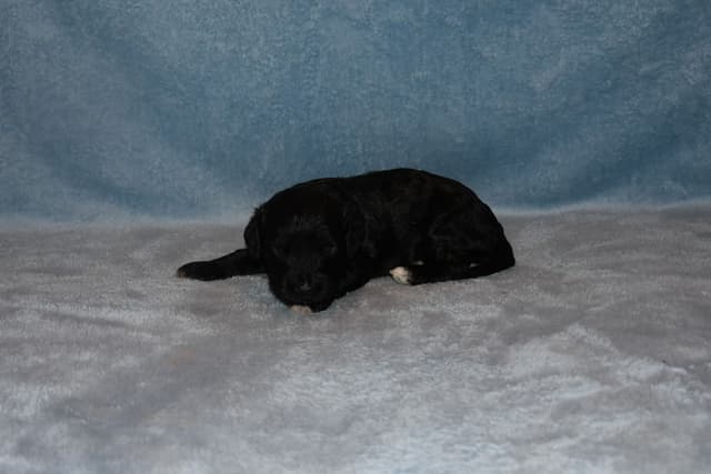 Portuguese Water Dog Puppies at Oak Creek Farms media 8