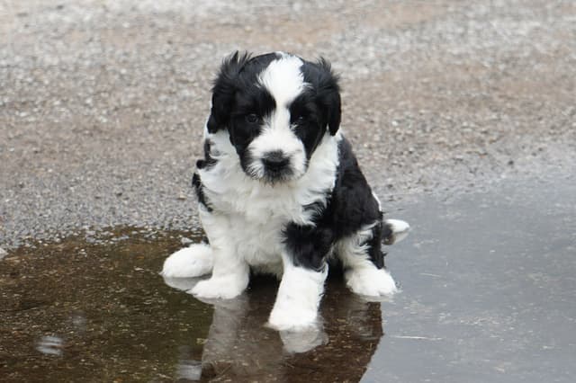 Portuguese Water Dog Puppies at Oak Creek Farms media 4