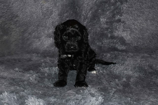 Portuguese Water Dog Puppies at Oak Creek Farms media 3