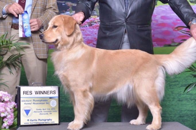 Golden Retriever Puppies breeder image 4