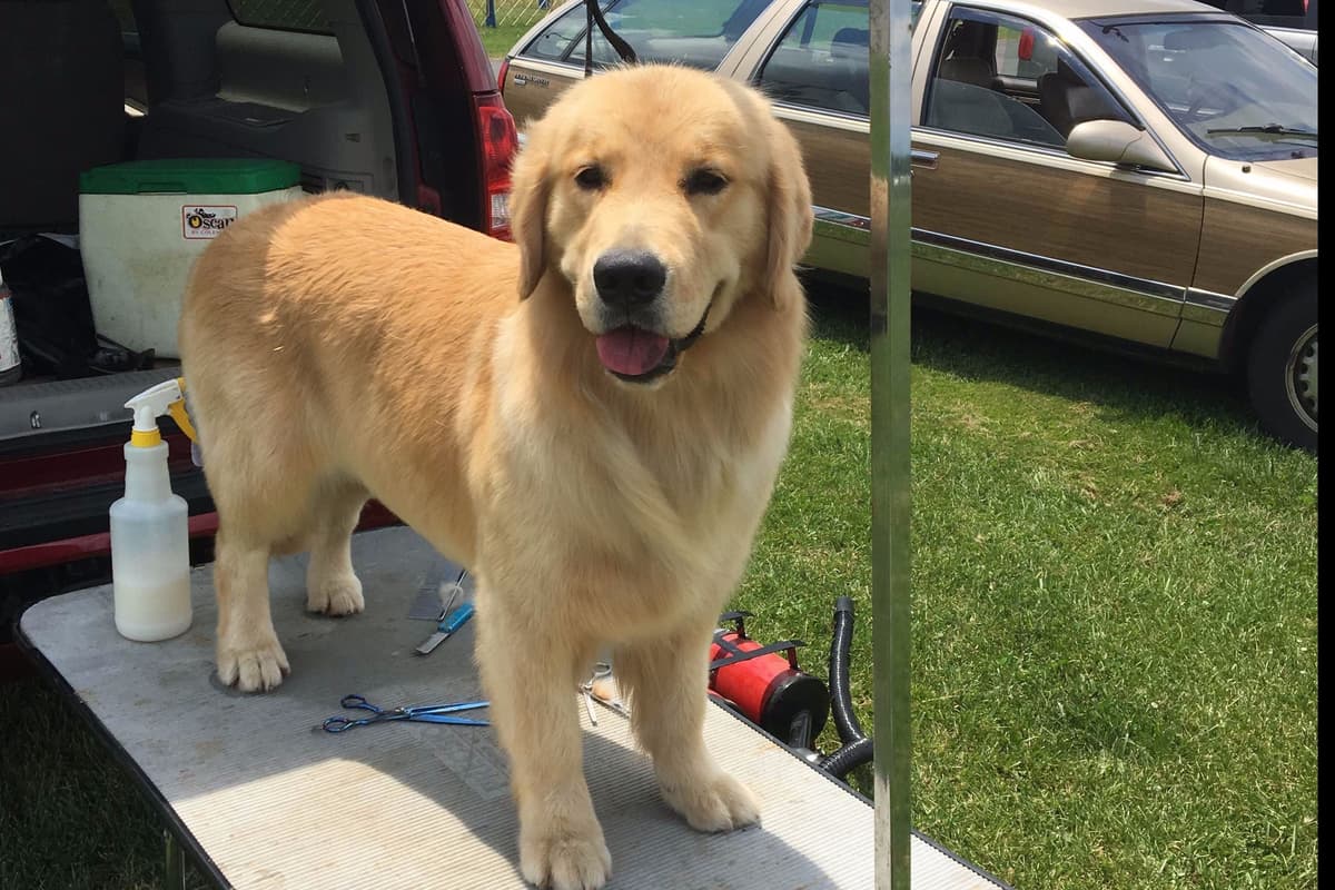 Golden Retriever Puppies breeder image 10