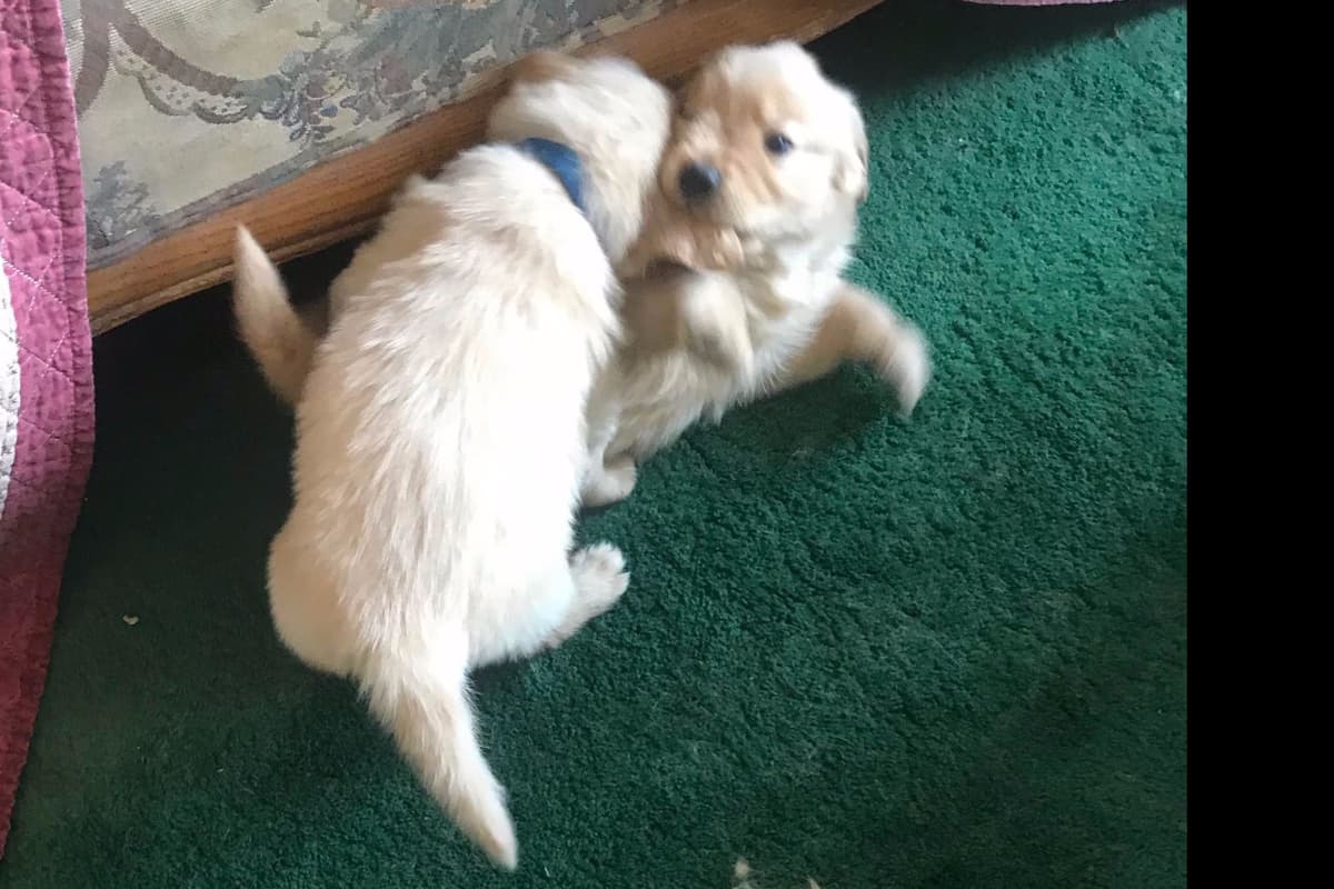 Golden Retriever Puppies breeder image 11