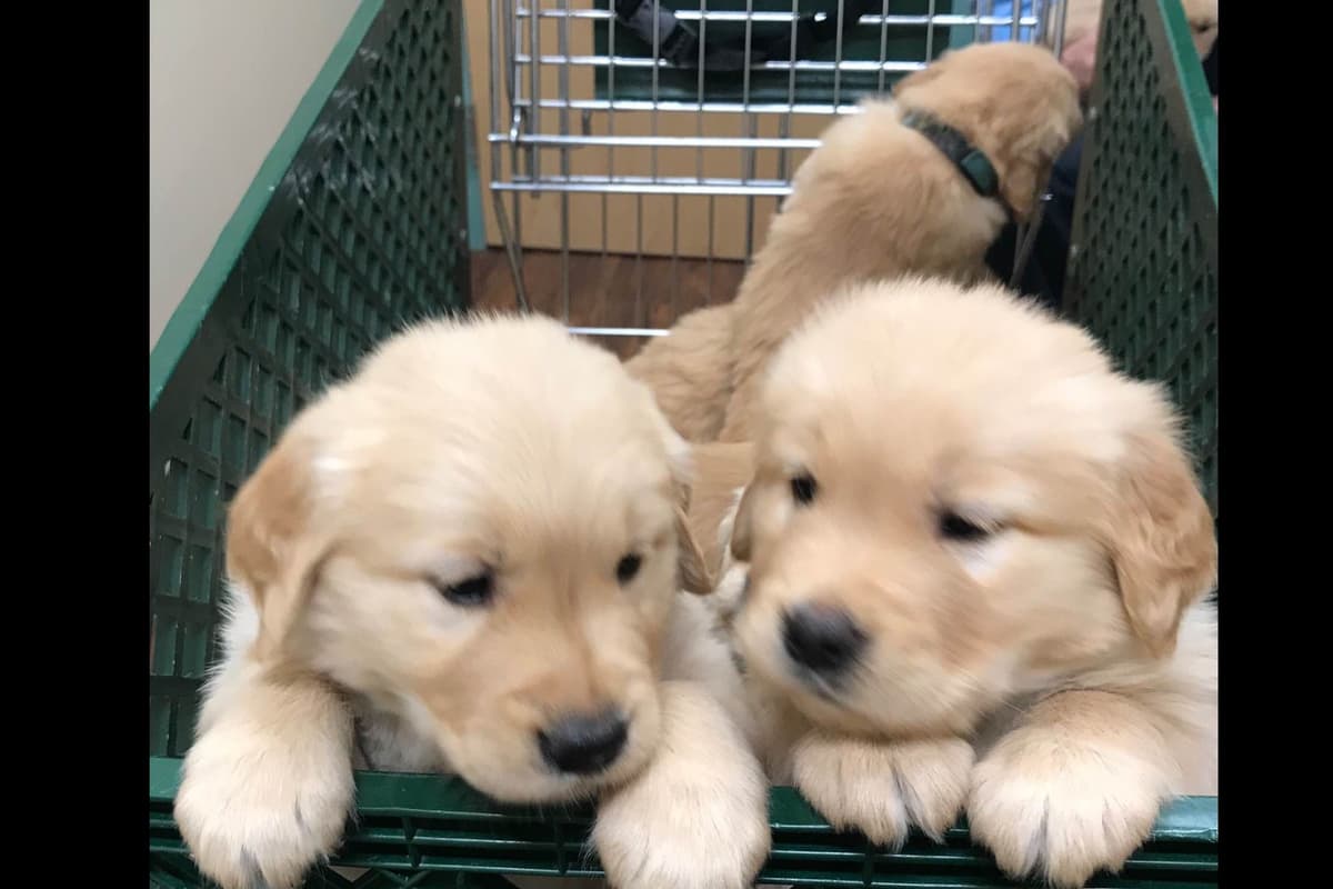 Golden Retriever Puppies breeder image 3