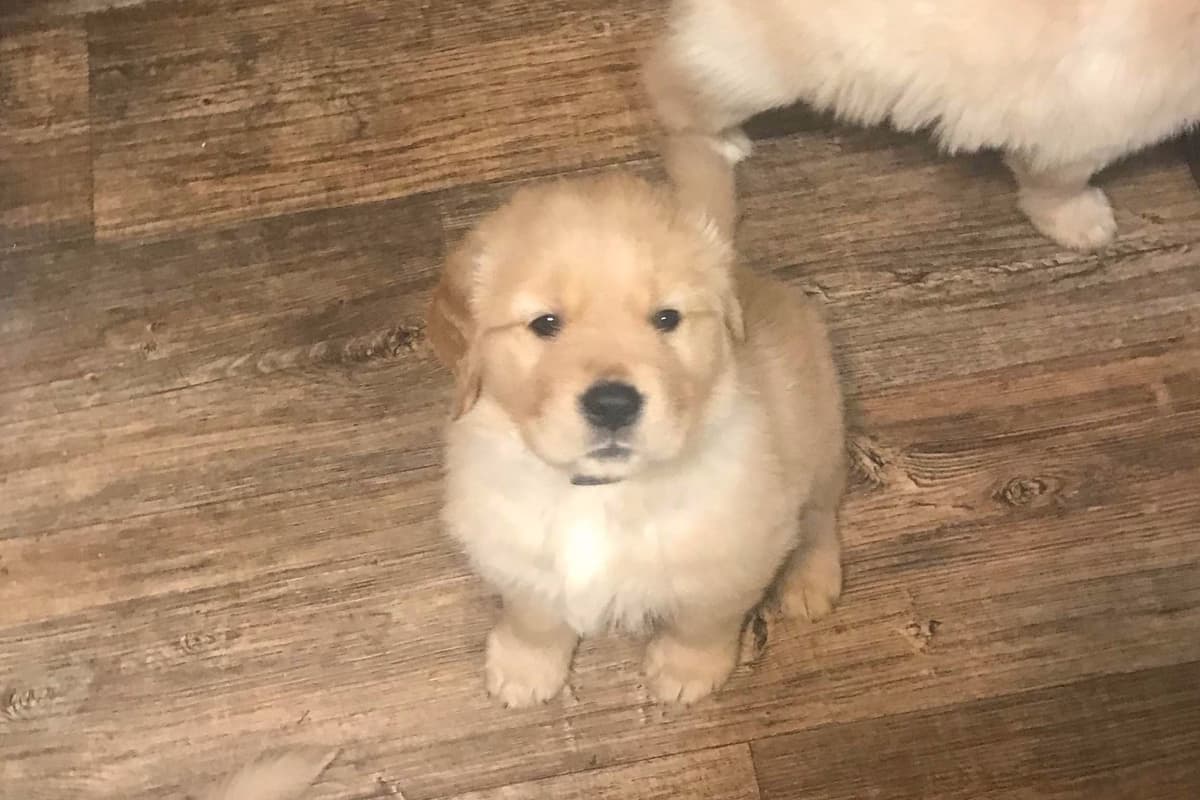 Golden Retriever Puppies breeder image 12