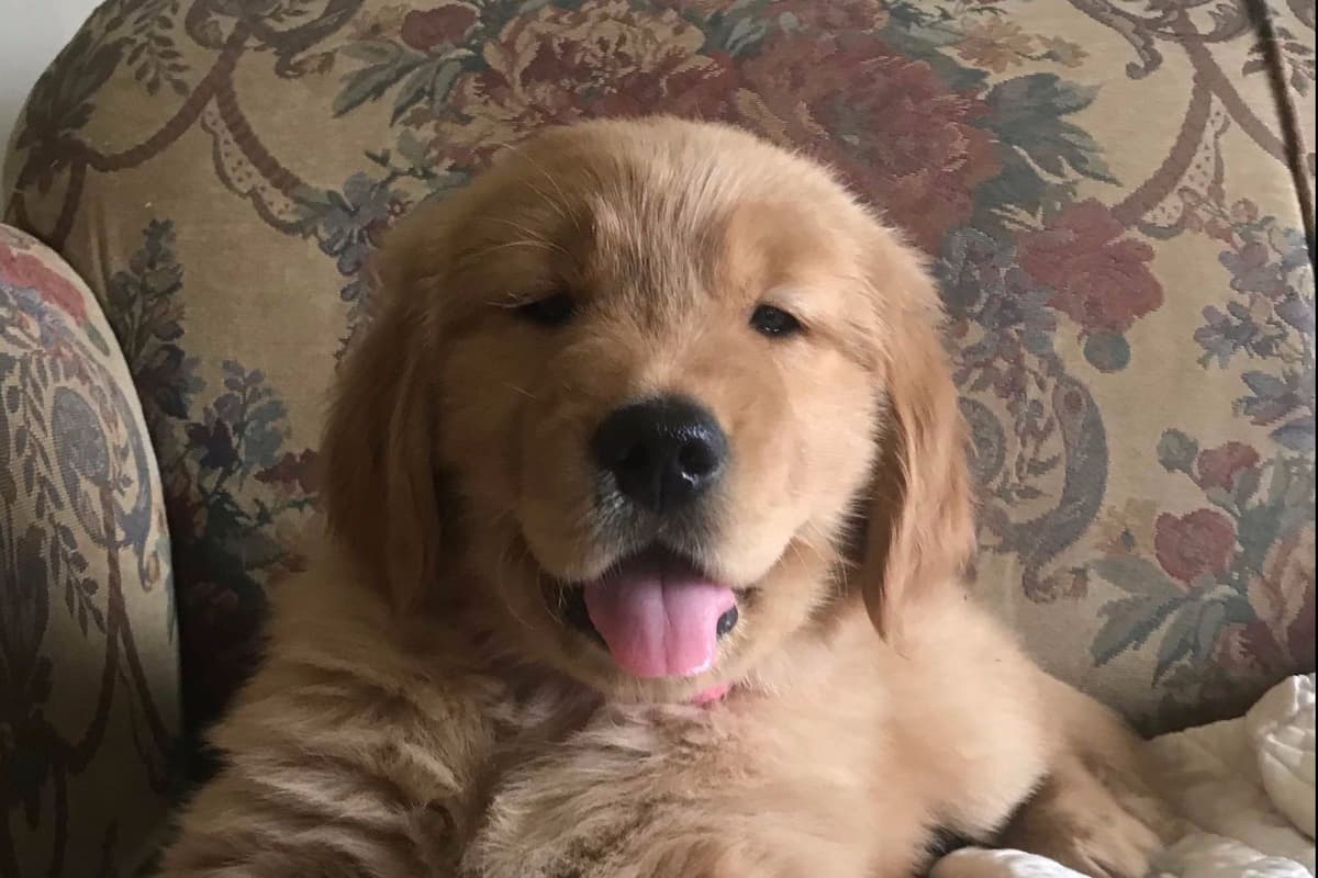 Golden Retriever Puppies breeder image 13