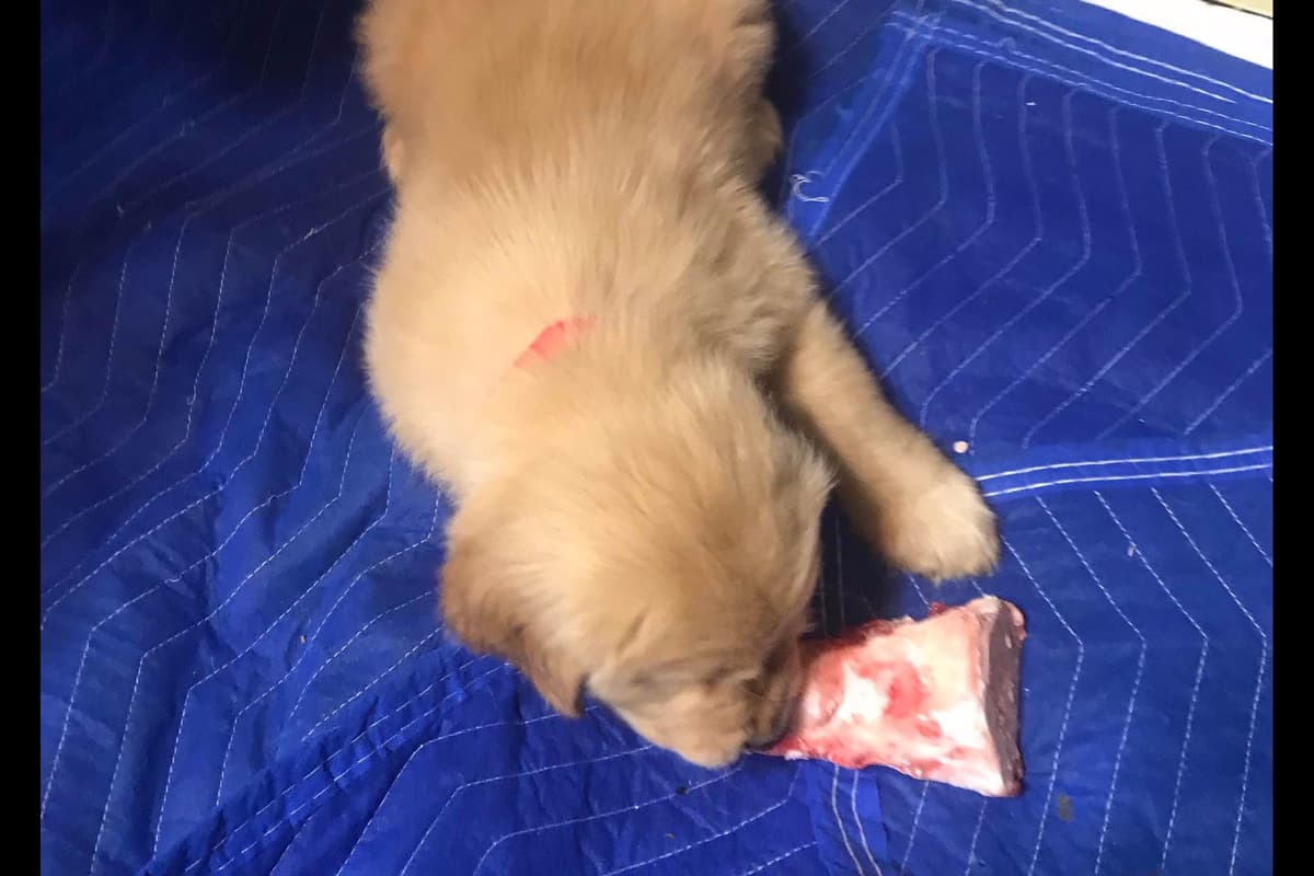 Golden Retriever Puppies breeder image 14