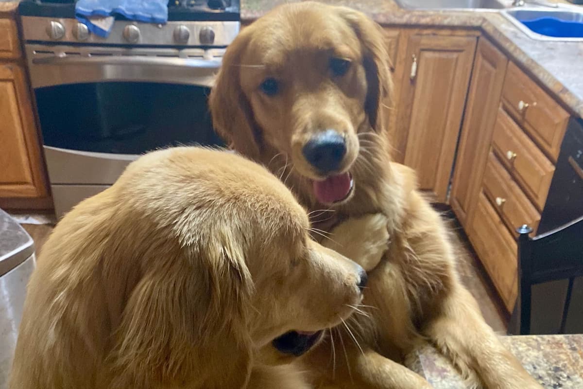 Golden Retriever Puppies breeder image 17