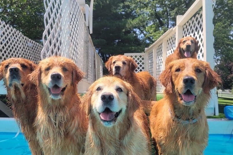 Golden Retriever Puppies breeder image 19