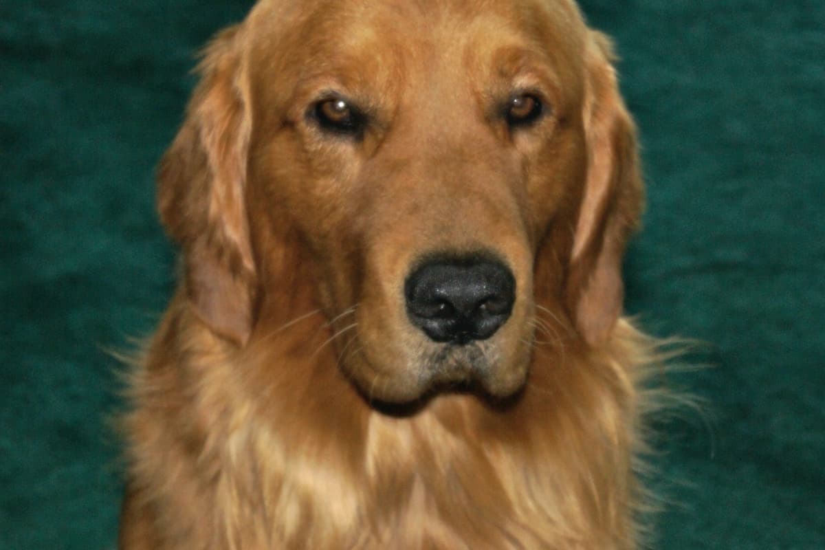 Golden Retriever Puppies breeder image 20