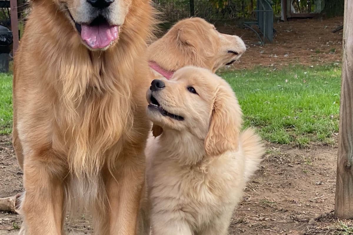 Golden Retriever Puppies breeder image 21