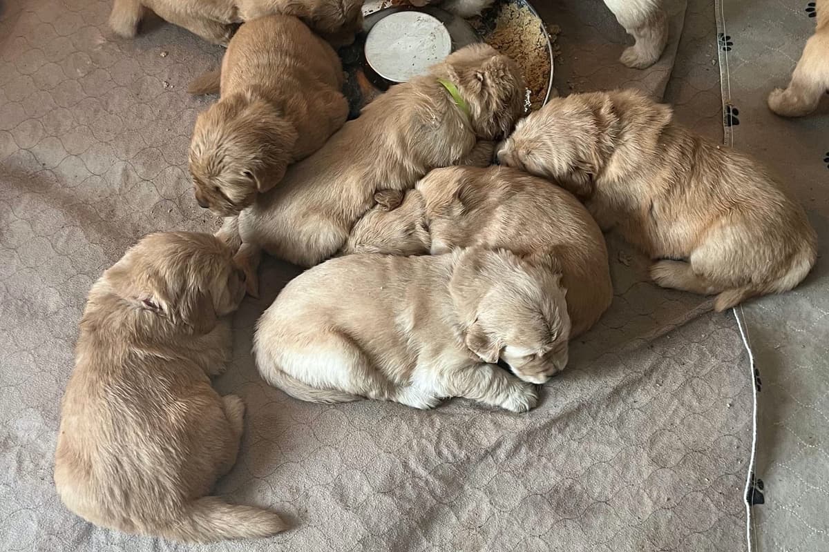 Golden Retriever Puppies breeder image 1