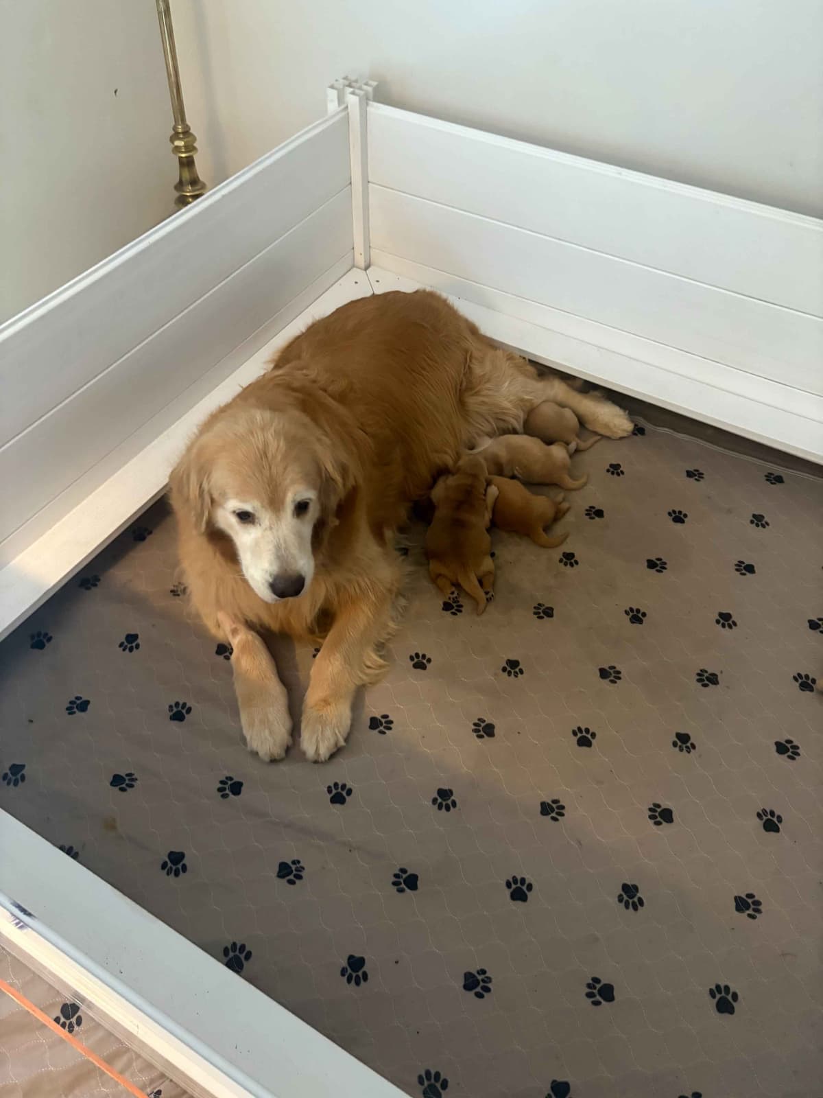 Golden Retriever Puppies breeder image 22