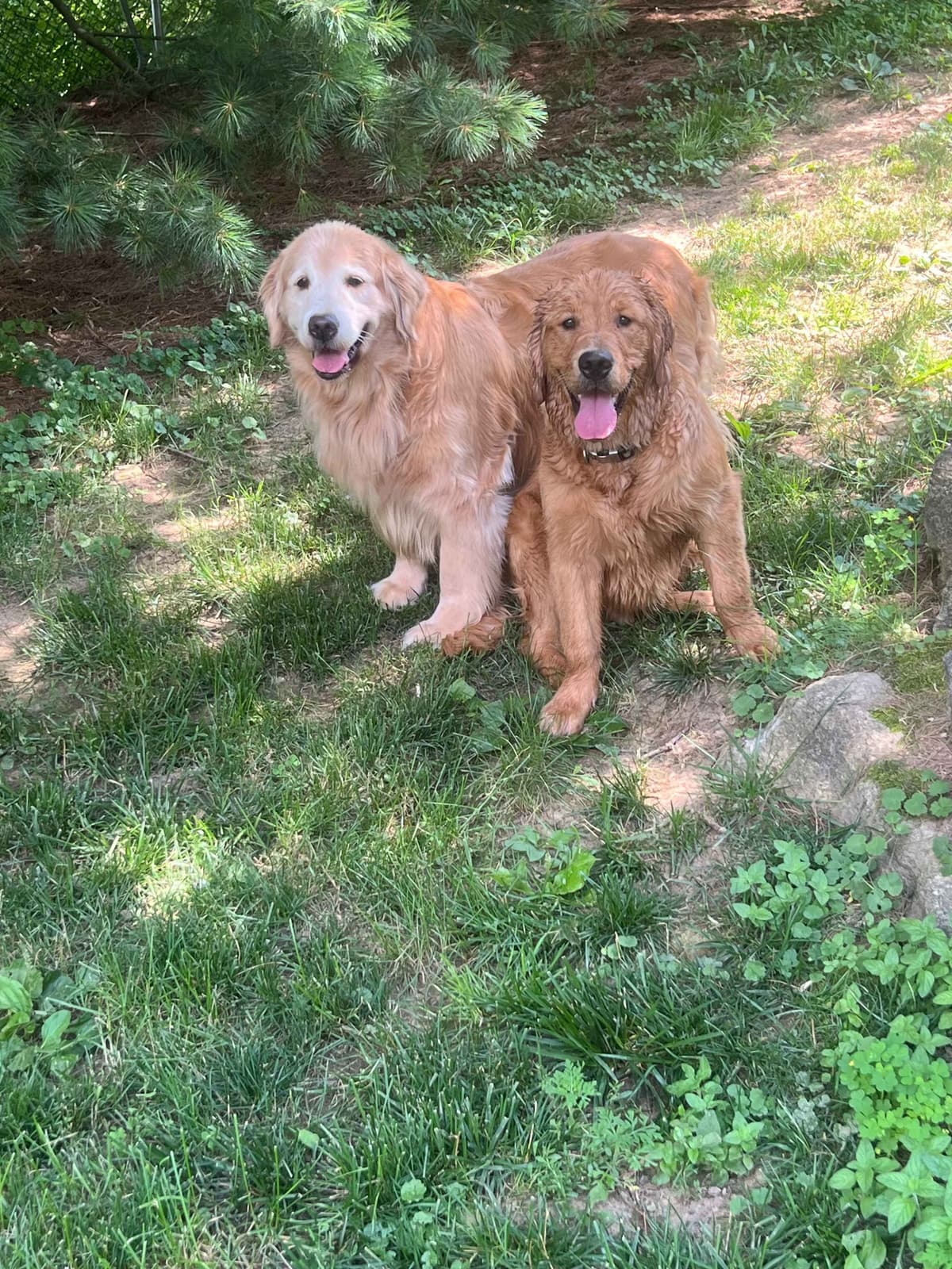 Golden Retriever Puppies breeder image 24