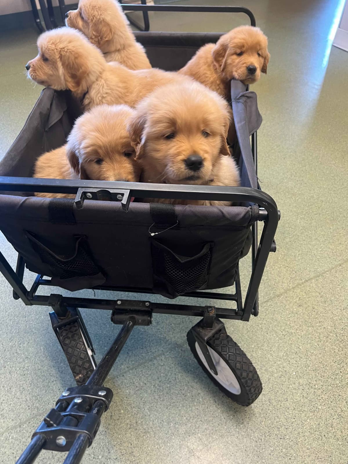 Golden Retriever Puppies breeder image 25