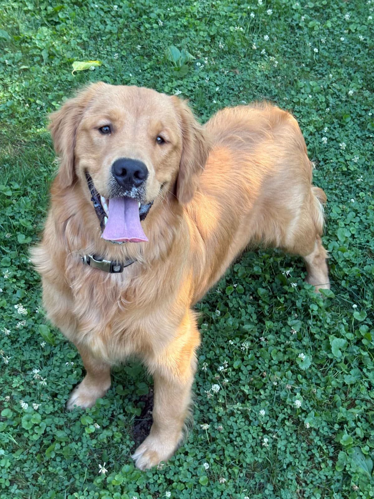 Golden Retriever Puppies breeder image 28