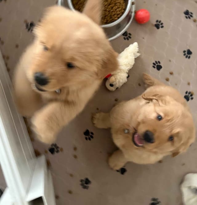 Golden Retriever Puppies media 2