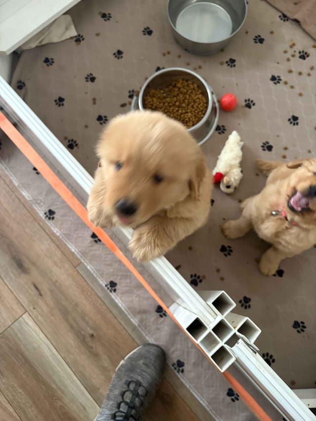Golden Retriever Puppies media 4