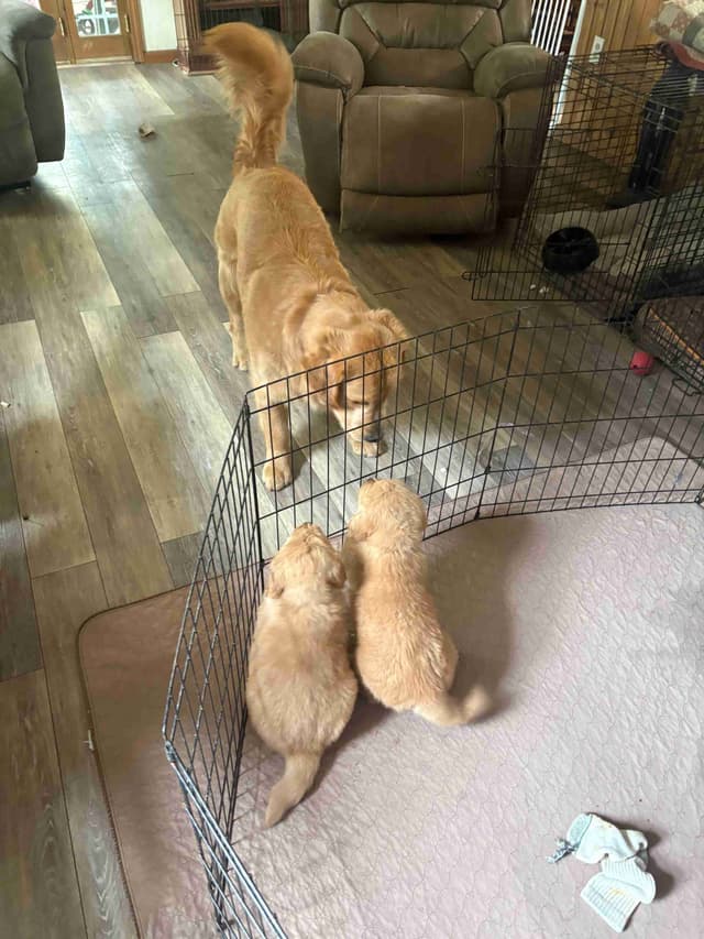 Golden Retriever Puppies media 5