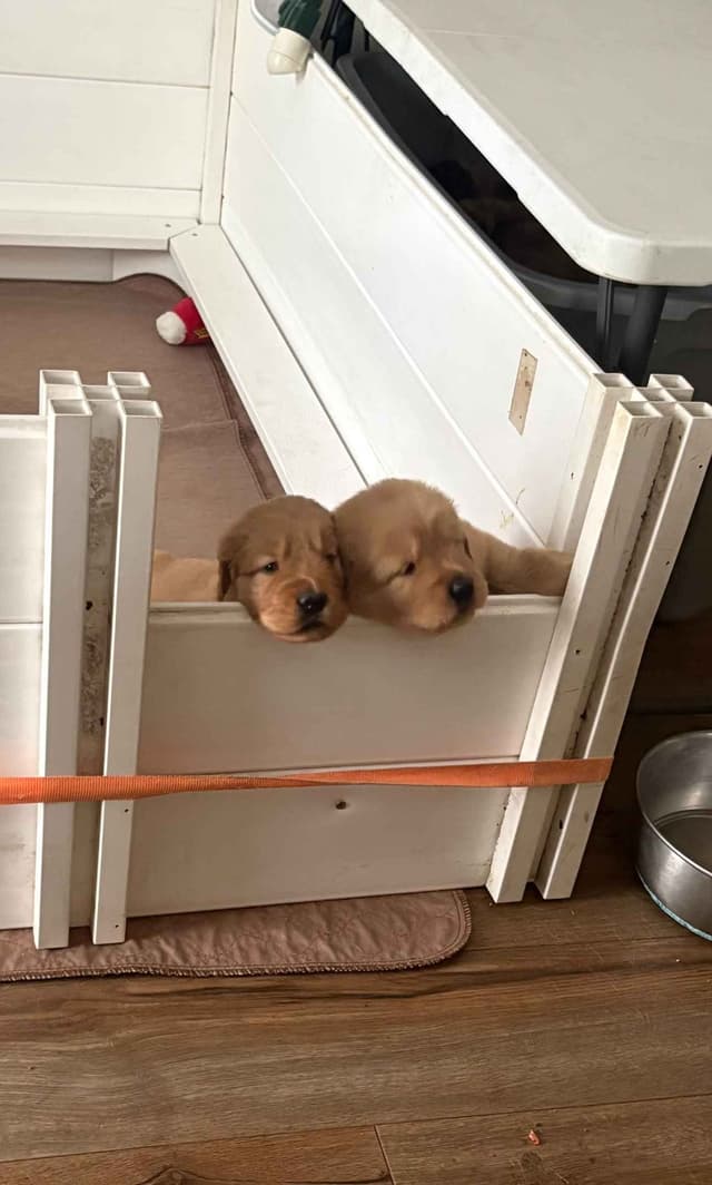 Golden Retriever Puppies media 6