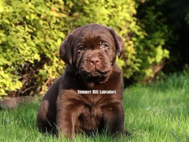 Gorgeous English Labrador Retriever Puppies breeder image 2