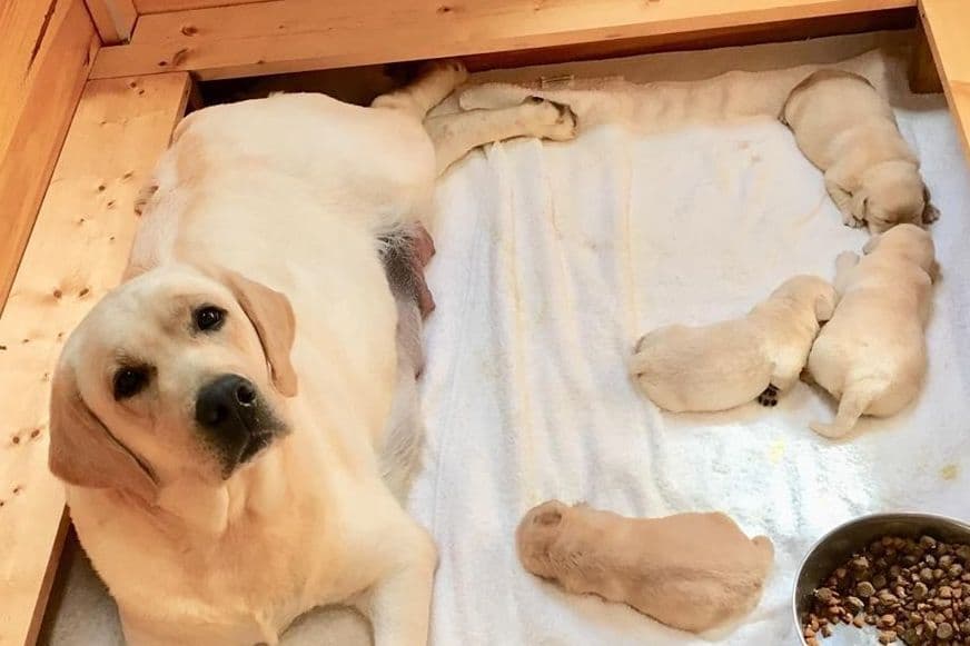 Gorgeous English Labrador Retriever Puppies breeder image 3
