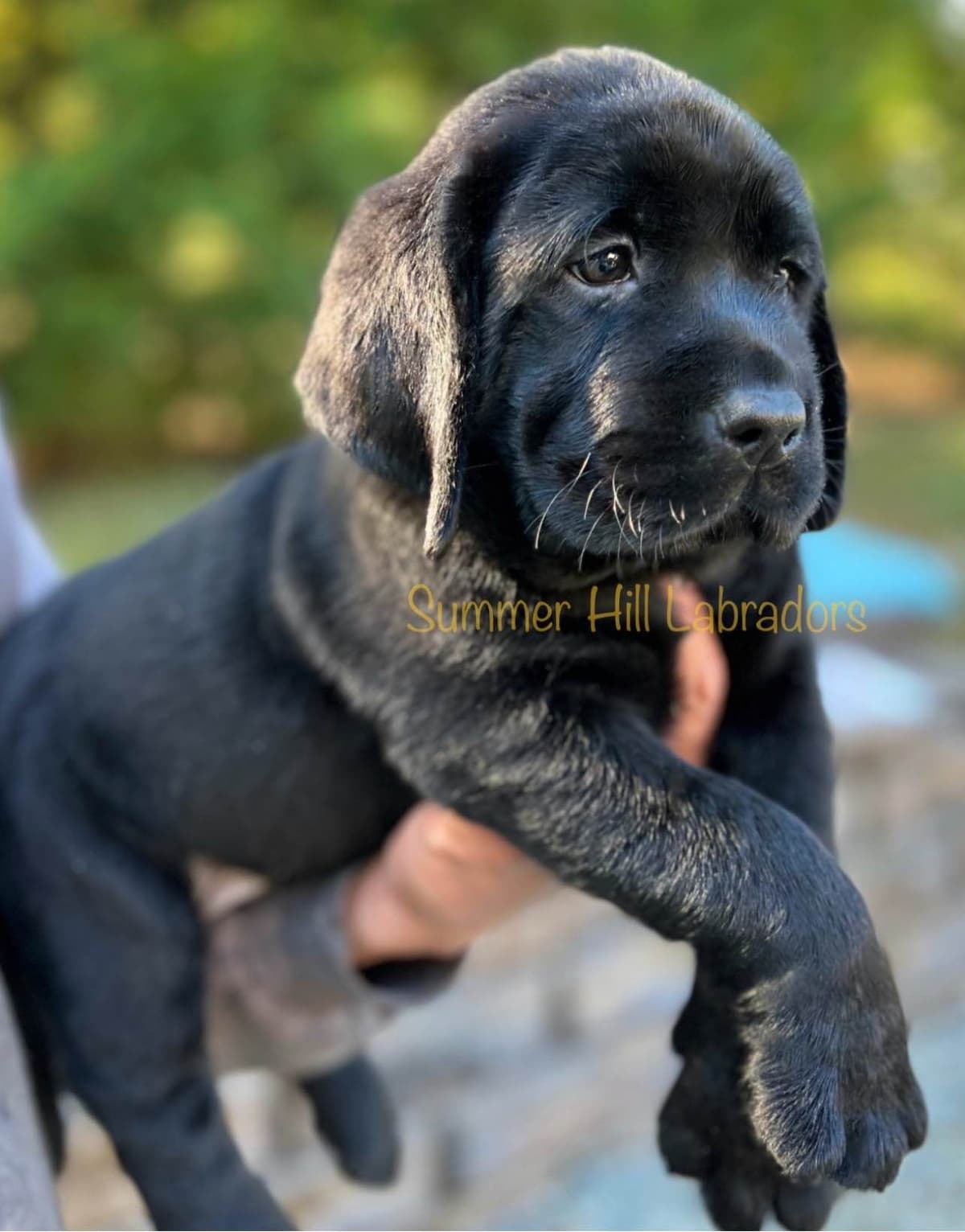 Gorgeous English Labrador Retriever Puppies breeder image 5
