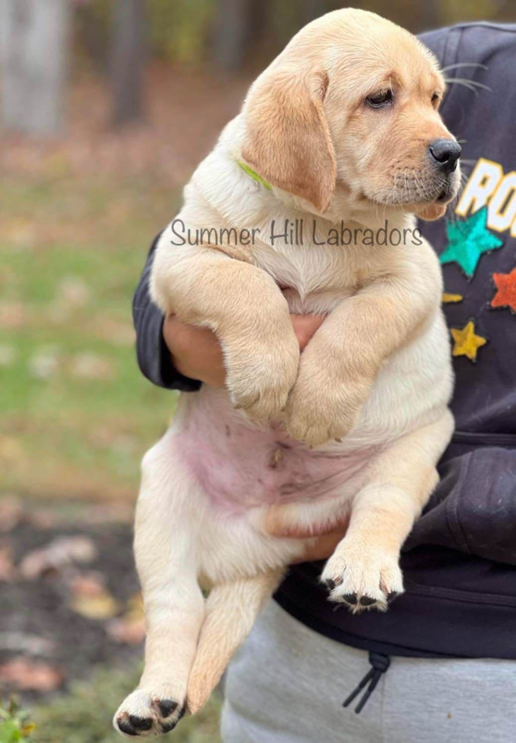 Gorgeous English Labrador Retriever Puppies breeder image 4