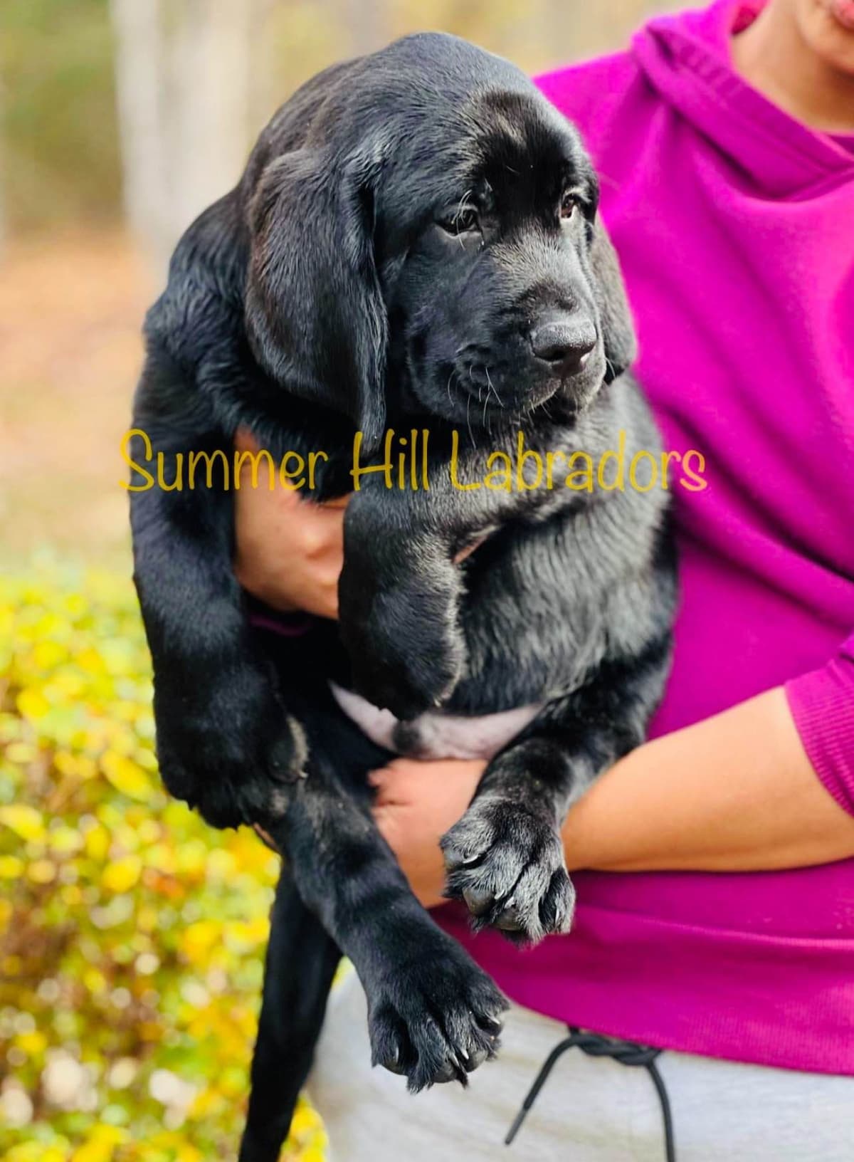 Gorgeous English Labrador Retriever Puppies breeder image 7