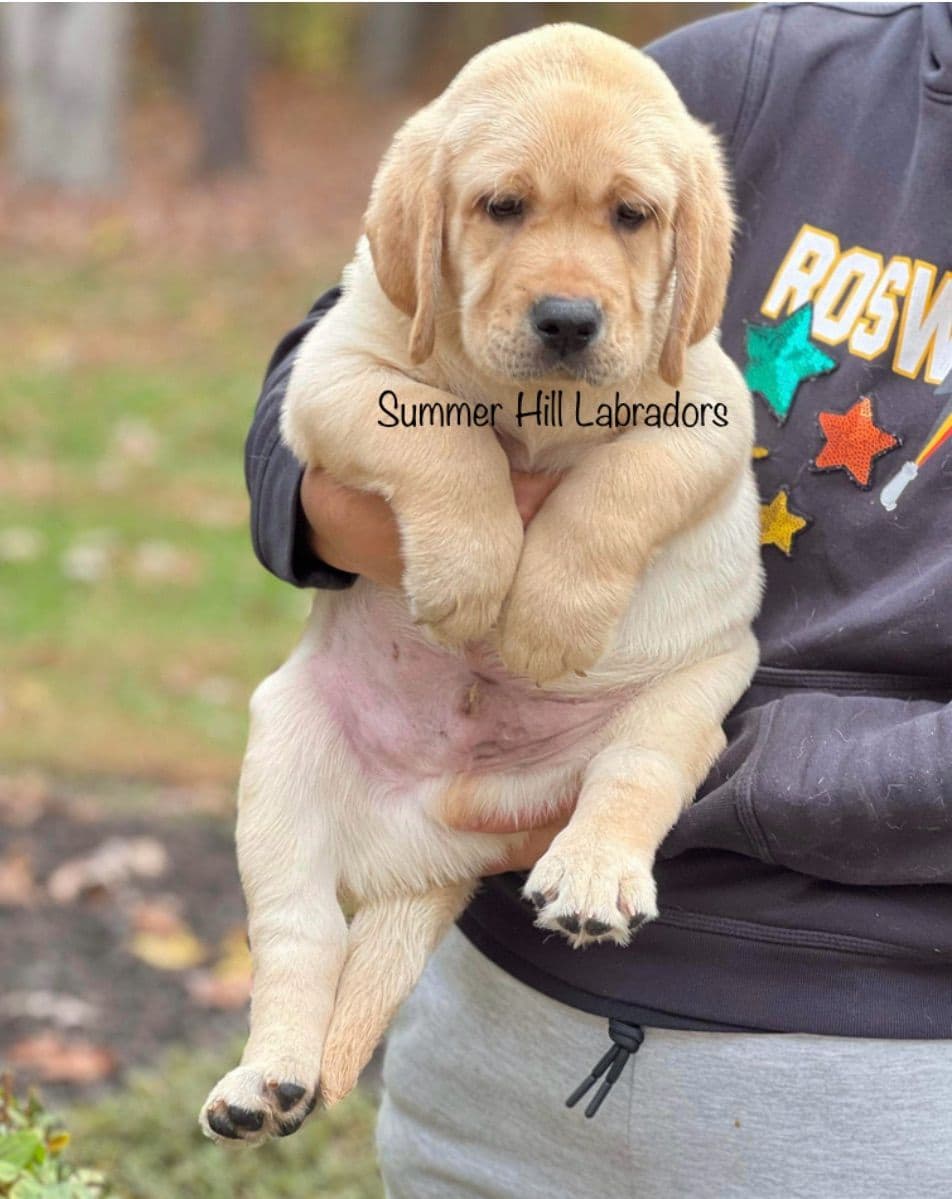 Gorgeous English Labrador Retriever Puppies breeder image 6