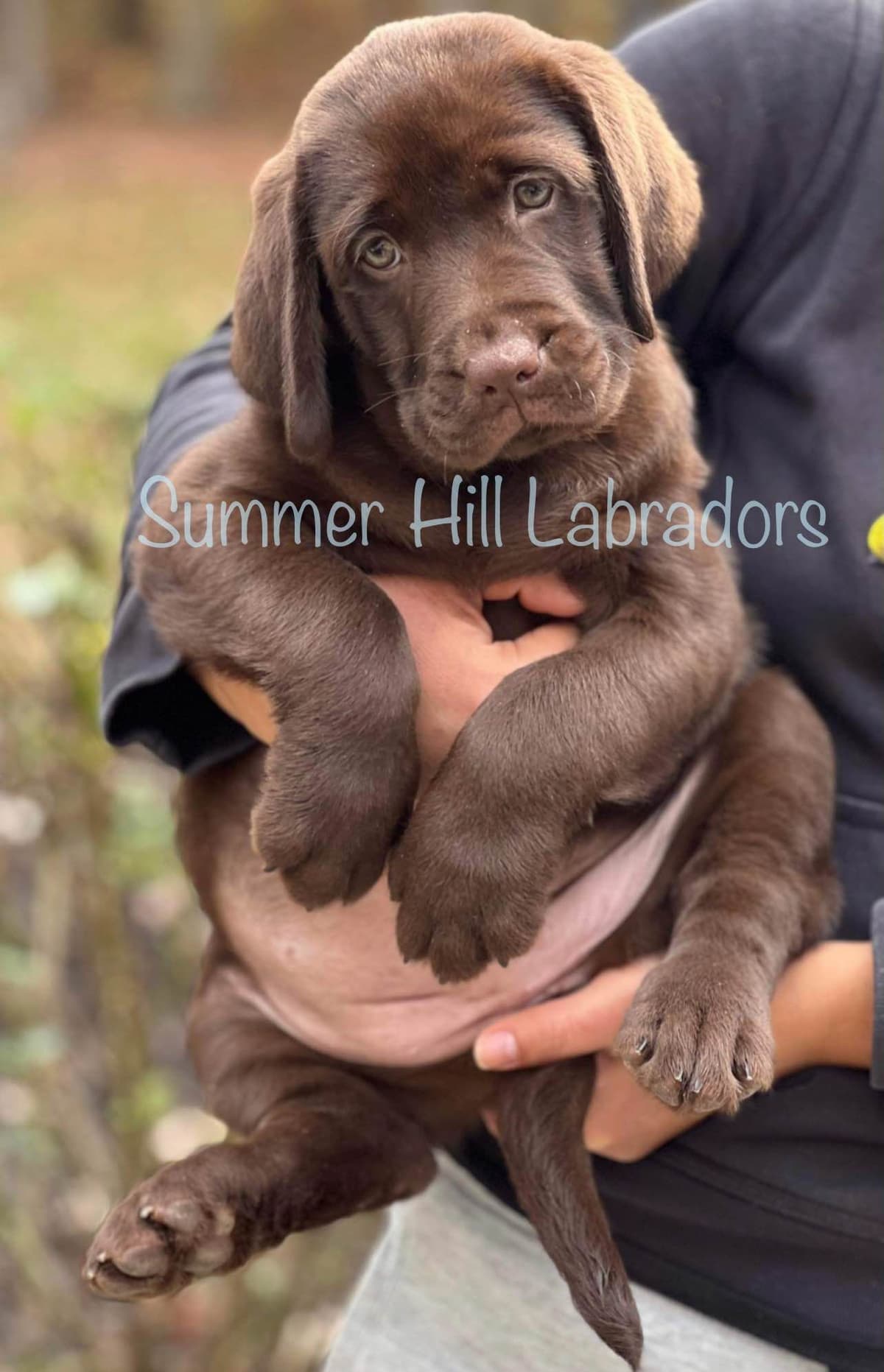 Gorgeous English Labrador Retriever Puppies breeder image 9